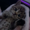 avatar ᲼᲼᲼᲼᲼