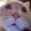 smugcockatoo