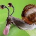 Аватар .koral.