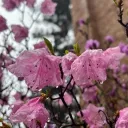 askmeaboutplantsidareyou