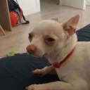 notosher