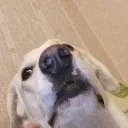 Аватар joszxzxcsd.