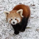 red_panda_fella