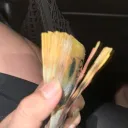 _skippa77