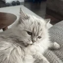 salem5.