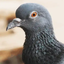 Kolibri