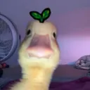 patito89