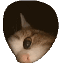 thomasalvenin