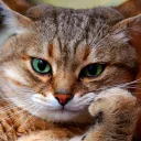 neos21.net