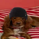keeshdude
