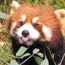 pandarojo2