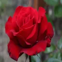 vjrana232397