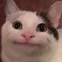 beluga_a