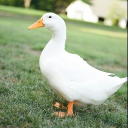 avatar Pato🦆