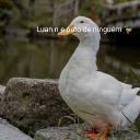 avatar Pato🦆