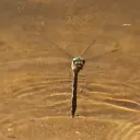 batilos