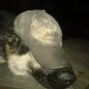 sillymutt