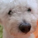 franciscopt05 avatar