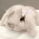 avatar bunni ୨ৎ
