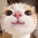 avatar ƒєlιηα ꨄ