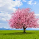 lionheart1231 avatar