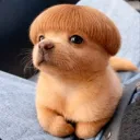 ・The Jester