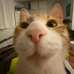 unoriginalpineapple's Avatar