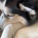 myaaaaaaaaa