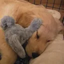 pupeon