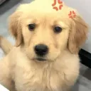 aslzdx