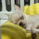 Discord Avatar