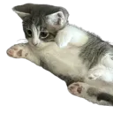 kittenpixel