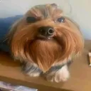 pepssgoated