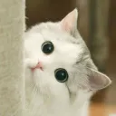 cryypticog