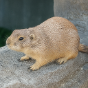 avatar Waterijs ̆̈