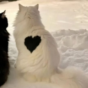 avatar ⟣╴   puppyboy    ’  𐂯。!