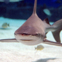 avatar Lady Death's Head 🦈