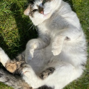 avatar Shark Dog ☭