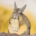 vizcacha5224