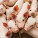 africanswineflu