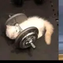 compro_quadro_de_gato