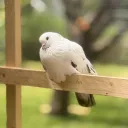 thcgg