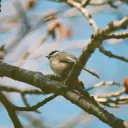accipiter.