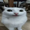 marioomp4