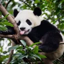 pandalover20986