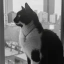 shadow_is_cheburek avatar