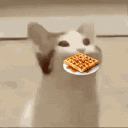 yabroblackcat