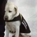 kuzie_koooz