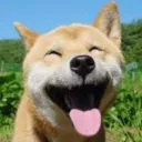 doge5101