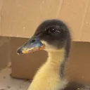 duckie6056